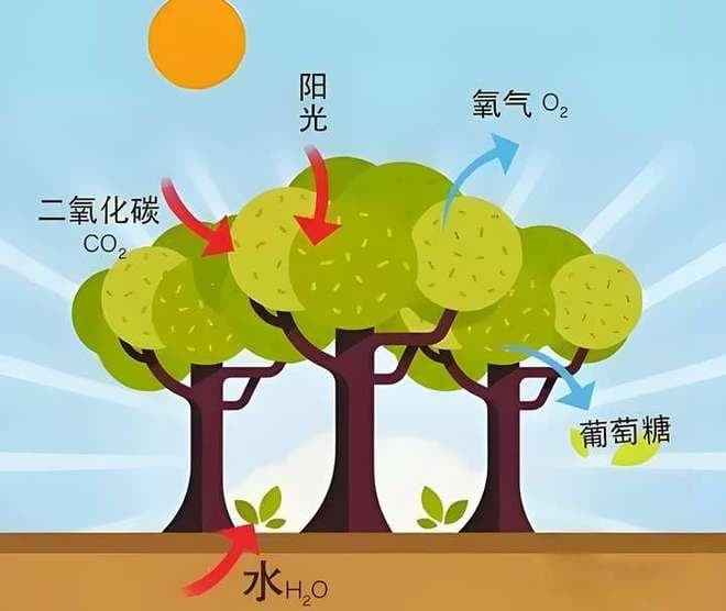 科学家计算出地球陆生植物每年吸收的二氧化碳总量，高达1570亿吨