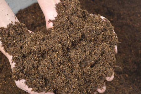 金丝楠木种植条件详解
