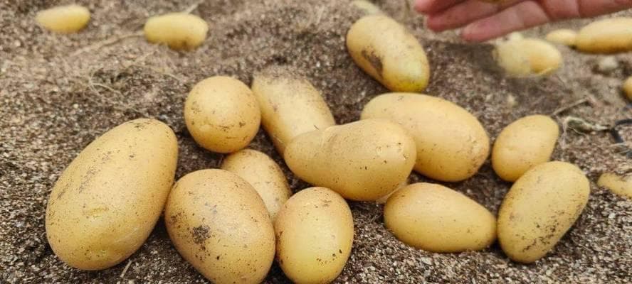 从种薯到收获：一文掌握土豆种子生产管理要点