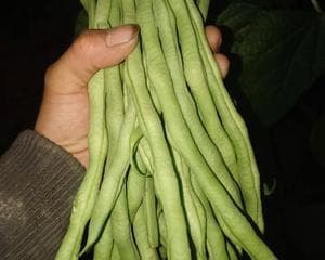 四季豆品种推荐：8个优质品种及混植建议