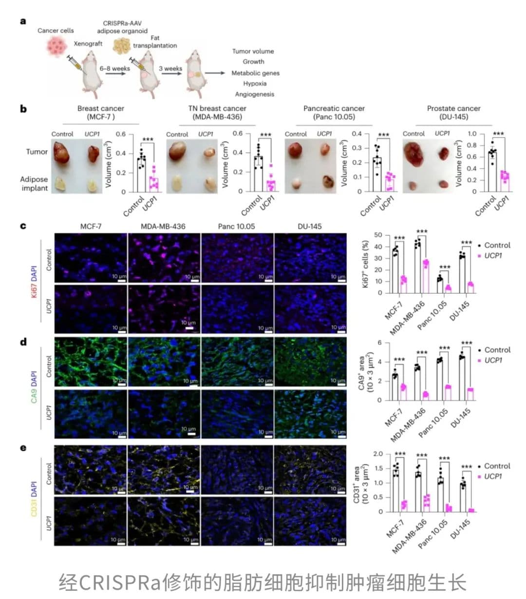 Nature子刊：改变脂肪的代谢途径后，其能和肿瘤细胞竞争营养物质，抑制肿瘤生长