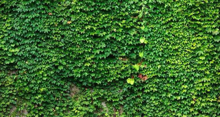 常春藤的种植技巧——如何选择配土与种植土壤