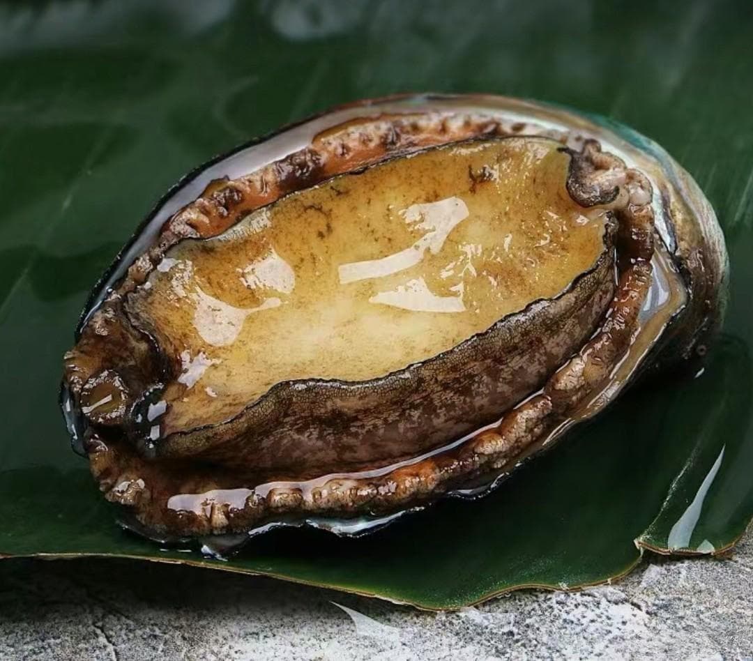 鲍鱼，海洋的软黄金，你了解多少？