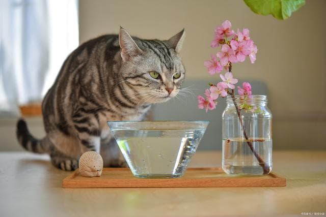 从纯净水到矿泉水：如何为猫咪选择安全饮用水