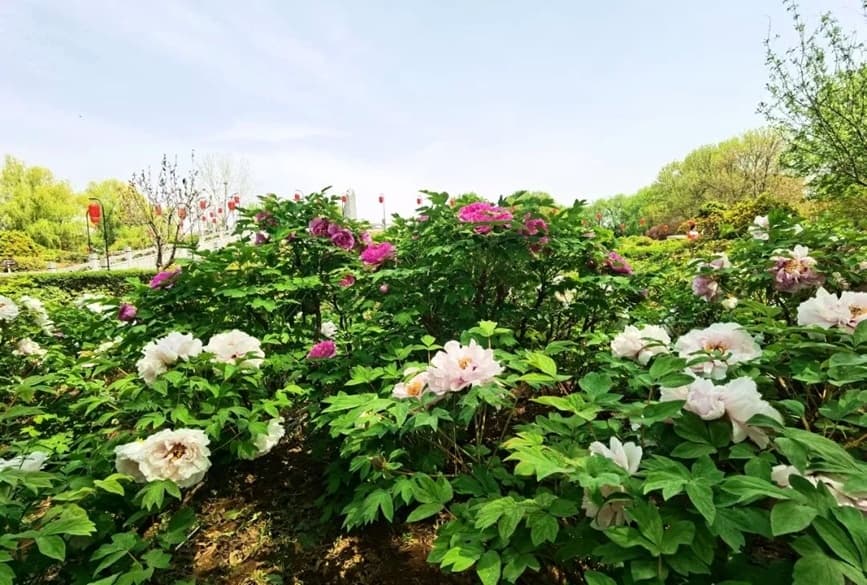 第42届洛阳牡丹文化节启幕：繁花与欢乐齐飞，消费共服务一色