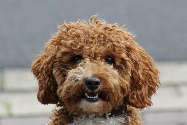 【新手养狗】泰迪犬喂养全指南：从幼犬到成犬的科学养护