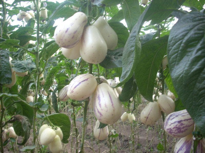 人参果什么季节成熟