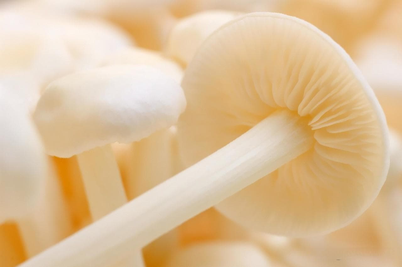 金针菇的7种最佳储藏方法