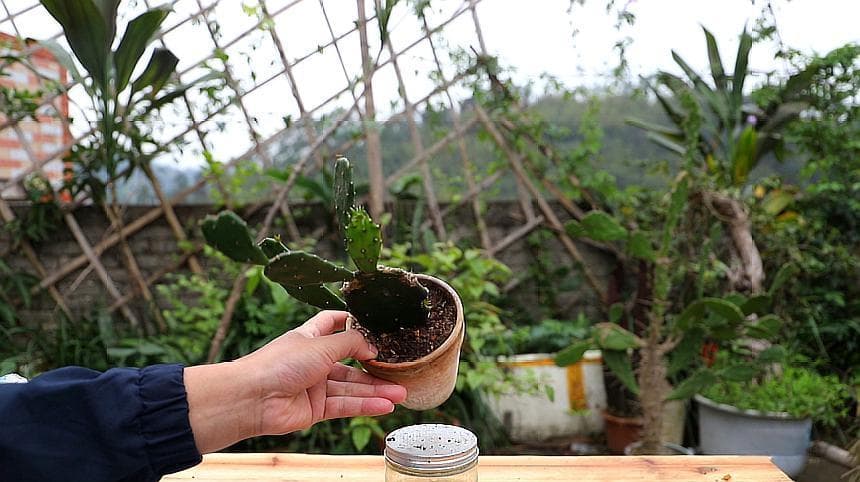 仙人掌浇水全攻略：从季节性浇水到干枯补救