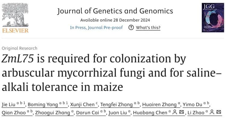 中科院遗传发育所陈化榜团队发现ZmL75调控菌根真菌定殖，提高玉米耐盐碱性
