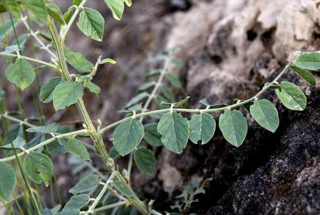 手把手教你认清中草药植物500种（22.甘草）