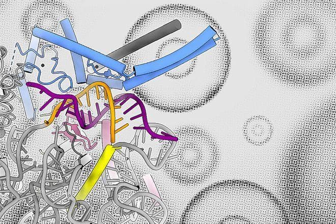 科学家发现基因剪接“隐藏开关”，50%人类基因表达竟由它掌控