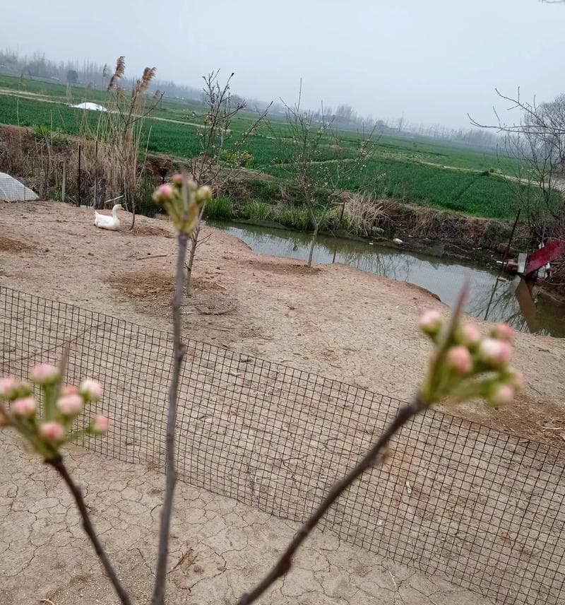 如何选择适合梨树生长的土壤？（掌握这些关键点，让你的梨树茁壮成长）