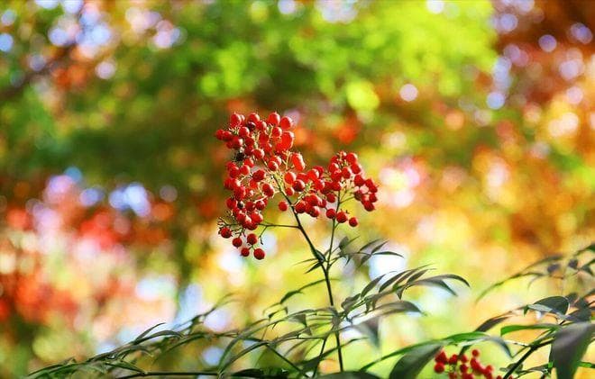 南天竹养殖要点：土壤、光照、浇水全解析