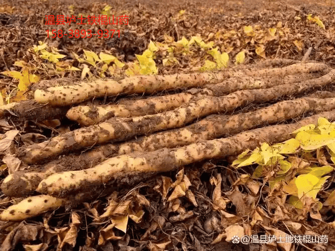 怀山药与淮山药的区别及功效差异