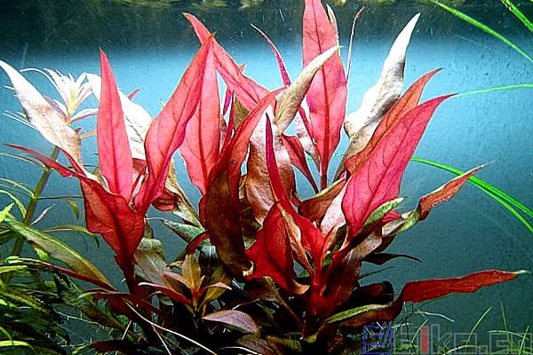 血心兰：南美洲特有挺水水草的种植与养护指南