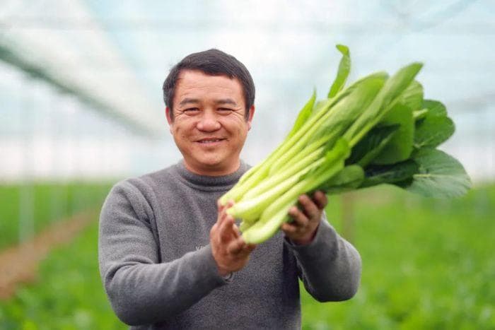 生吃如水果，直供大湾区！桂林这种蔬菜有点酷