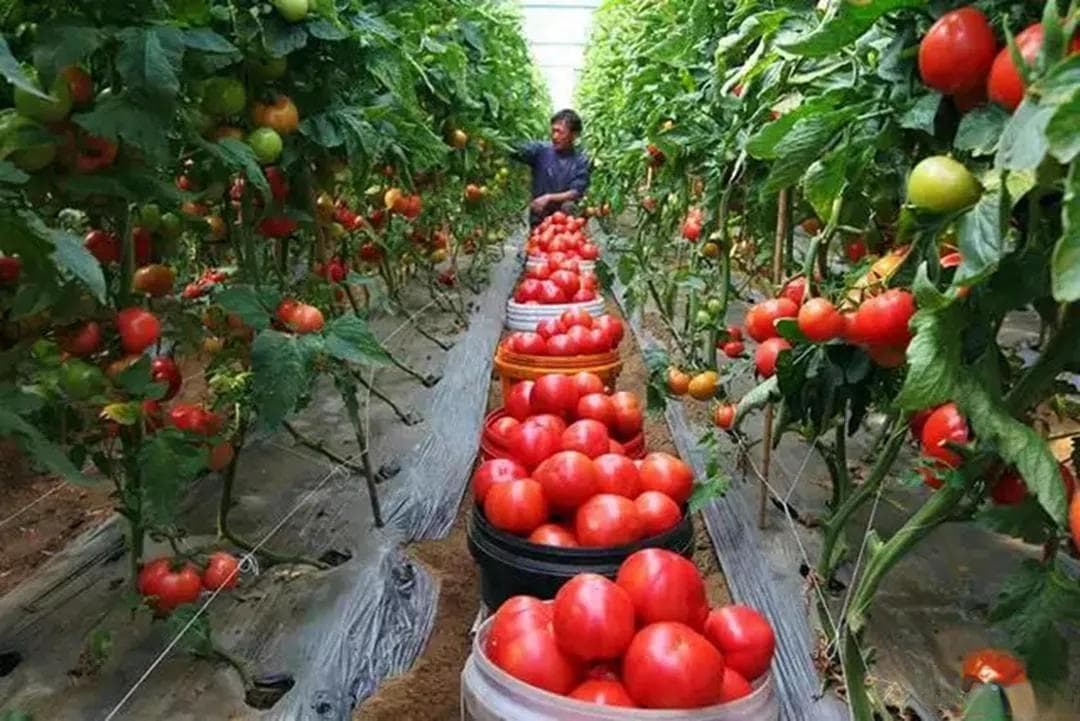 买番茄时，挑选6片叶还是5片叶？区别很大，建议弄懂再买！