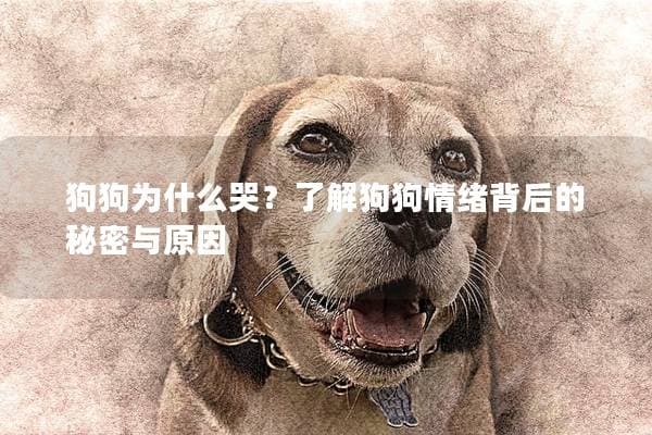 狗狗为什么哭？了解狗狗情绪背后的秘密与原因