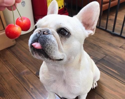 养好小法斗，做一个负责任的斗牛犬主人