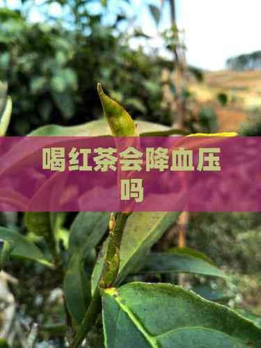 喝红茶会降血压吗？科学解读红茶对血压的影响