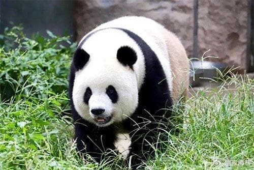 大熊猫为什么被视为中国的国宝