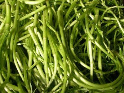 散花藜蒿：千年传承的地理标志农产品