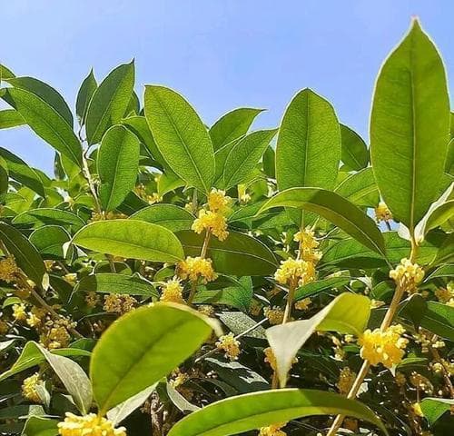 如何配制适宜种植桂花的土壤？（桂花种植须知、土壤配制要点、养护技巧详解）