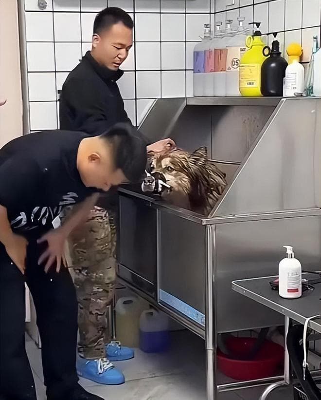 网红狗命丧直播间：一场关于"救狗还是虐狗"的全民争论