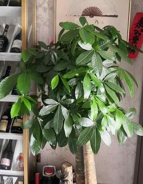如何正确修根发财树（15个步骤教你成为发财树修根大师）