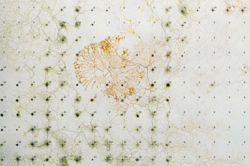 数字智能与生物智能的交汇：黏菌在建筑设计中的创新应用