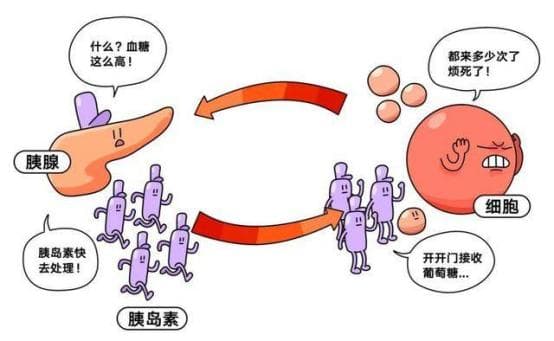 胰岛素的 "血糖保卫战"：深度解析血糖调控与糖尿病防治