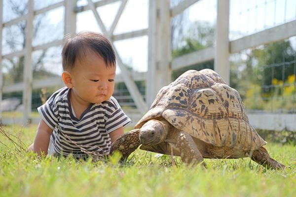 孩子养宠物前这样规划！这些准备工作不可少，孩子适合养的宠物有哪些？