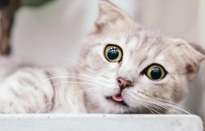 风铃花对猫是否有毒？解读猫咪与风铃花的微妙关系