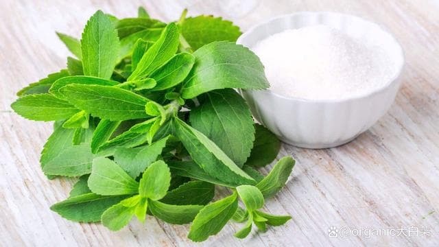 新兴作物-甜叶菊的营养价值和食用方法