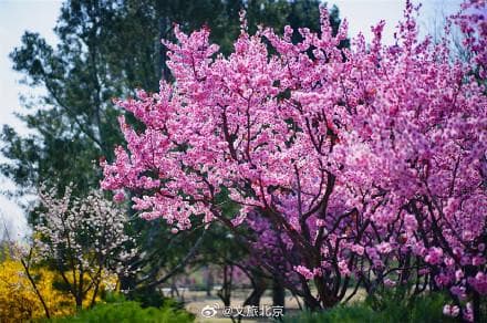 北京的梅花即将进入盛花期 这几处赏梅绝佳地直接“封神”！