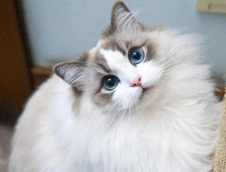 五大宠物猫推荐，让你的家更温暖