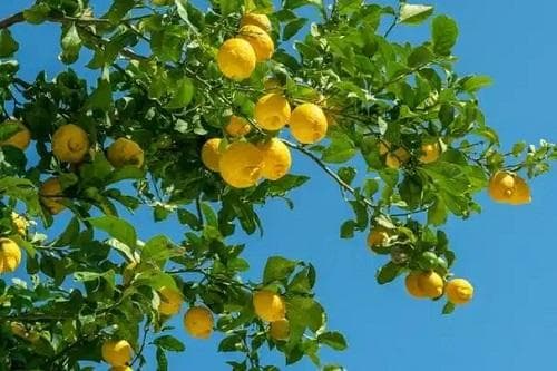 柠檬高产栽培管理要点
