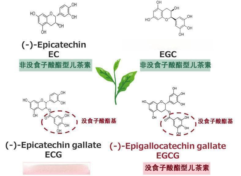绿茶抗癌：科学证据与饮用指南