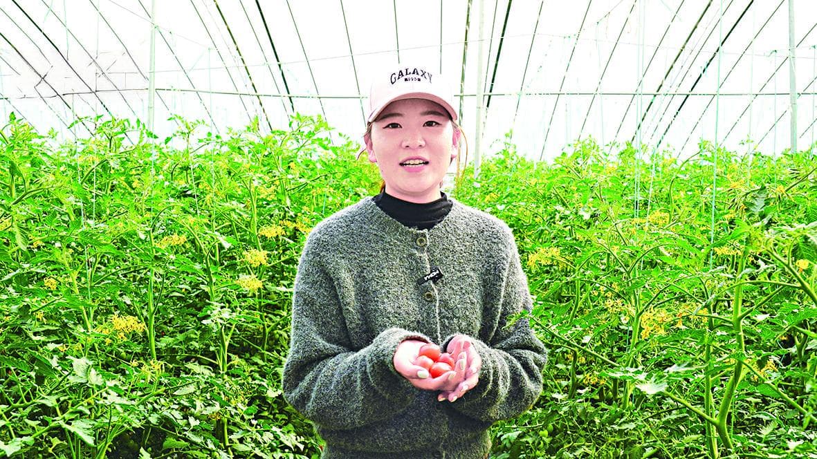 科技助力大棚番茄抢“鲜”上市
