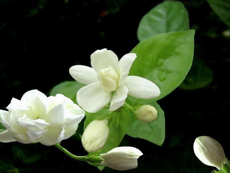 夏季养护秘籍，呵护茉莉，绽放夏日芬芳