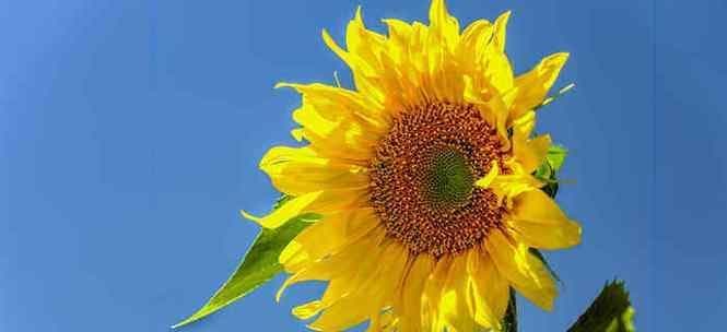 太阳花代表什么？太阳花象征着什么？