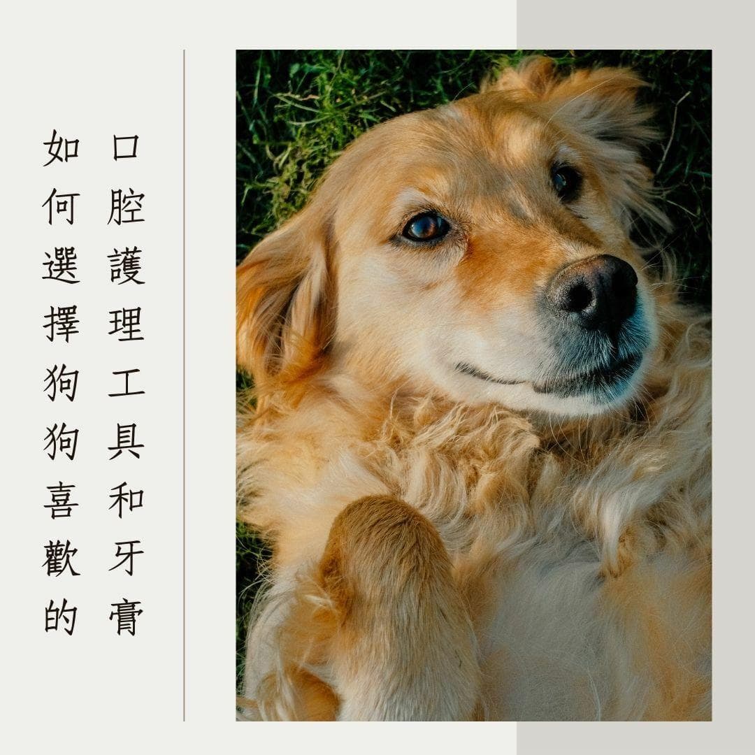 该怎么让狗狗喜欢刷牙？专业宠物护理师教你简单的步骤让狗狗爱上刷牙