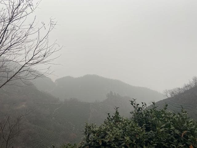 信阳毛尖核心产地浉河港90%的茶树被茶农种植在山区：“高山云雾出好茶”