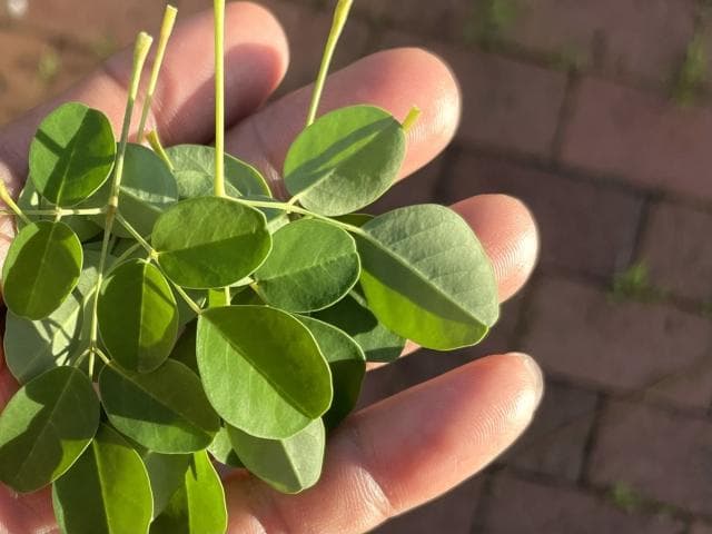 辣木是什么？从营养价值到功效，揭秘"奇迹之树"的多重用途