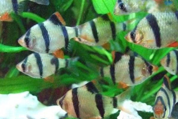 虎皮鱼怎么繁殖？从环境准备到疾病防治的全方位指南