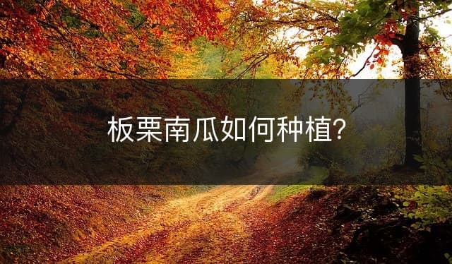 板栗南瓜种植技术全攻略