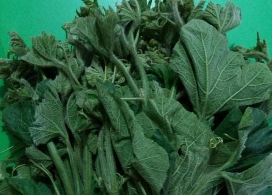 南瓜尖的功效与作用：探寻南瓜尖的健康价值