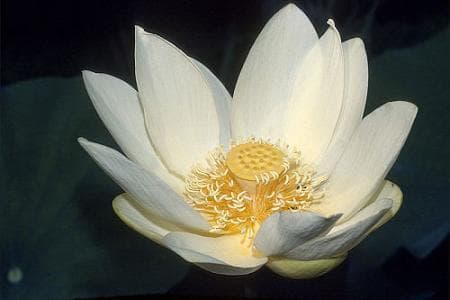 揭秘“白莲花”：这朵“纯洁”之花背后的真意何在？