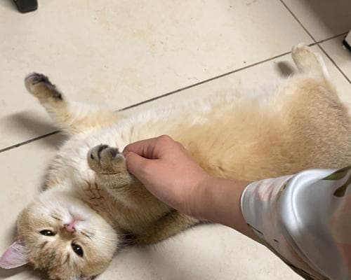 母猫肚子硬是生病了吗？常见原因及解决方法是什么？
